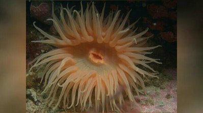 Фото Анемон антарктический Urticinopsis antarctica  (photo#139754)