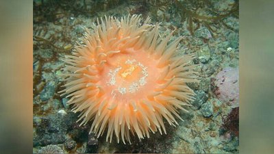 Фото Анемон антарктический Urticinopsis antarctica  (photo#139755)