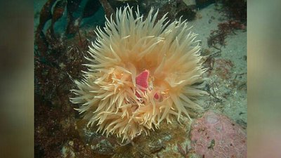 Фото Анемон антарктический Urticinopsis antarctica  (photo#139756)