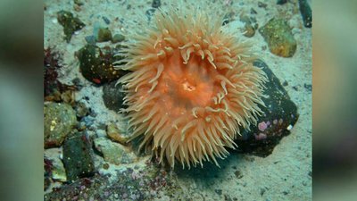 Фото Анемон антарктический Urticinopsis antarctica  (photo#139757)