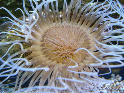 Фото Цилиндрическая роза Цериантус филиформис Cerianthus filiformis  (photo#139793)