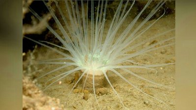 Фото Цилиндрическая роза Цериантус ллойдий Cerianthus lloydii  (photo#139797)