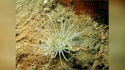 Фото Цилиндрическая роза Цериантус ллойдий Cerianthus lloydii  (photo#139800)