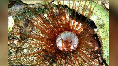 Фото Цилиндрическая роза Цериантус ллойдий Cerianthus lloydii  (photo#139802)