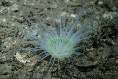 Фото Цилиндрическая роза Цериантус ллойдий Cerianthus lloydii  (photo#139803)