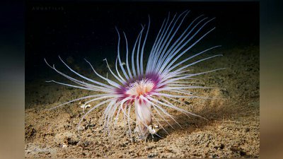 Фото Цилиндрическая роза Цериантус ллойдий Cerianthus lloydii  (photo#139804)