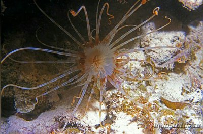 Фото Цилиндрическая роза Isarachnanthus nocturnus  (photo#139814)