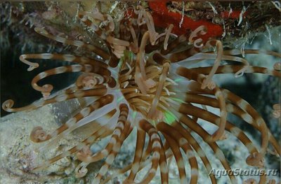 Фото Цилиндрическая роза Isarachnanthus nocturnus  (photo#139816)