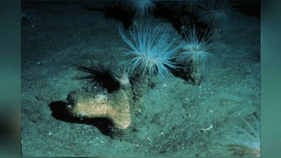 Фото Цилиндрическая роза Пахицериант северный Pachycerianthus borealis  (photo#139819)