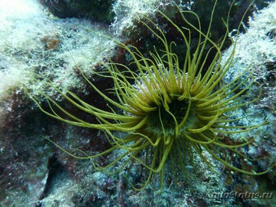 Фото Цилиндрическая роза Пахицериантус дорни Pachycerianthus dohrni  (photo#139827)