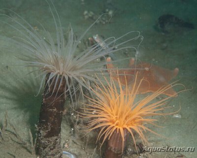 Фото Цилиндрическая роза Пахицериантус фимбриатус Pachycerianthus fimbriatus  (photo#139830)