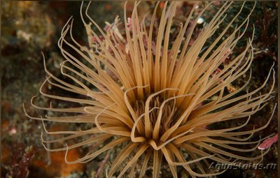 Фото Цилиндрическая роза Пахицериантус фимбриатус Pachycerianthus fimbriatus  (photo#139832)