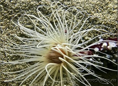 Фото Цилиндрическая роза Пахицериантус фимбриатус Pachycerianthus fimbriatus  (photo#139833)