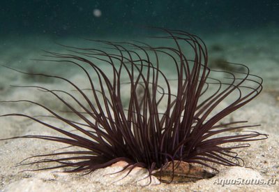 Фото Цилиндрическая роза Пахицериант длиннолистный Pachycerianthus longistriatus  (photo#139845)