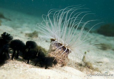 Фото Цилиндрическая роза Пахицериант длиннолистный Pachycerianthus longistriatus  (photo#139846)