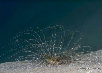 Фото Цилиндрическая роза  Пахицериантус мауа Pachycerianthus maua  (photo#139849)