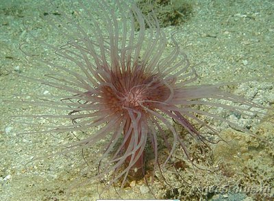 Фото Цилиндрическая роза, или трубчатый анемон  Пахицериант одиночный Pachycerianthus solitarius  (photo#139856)