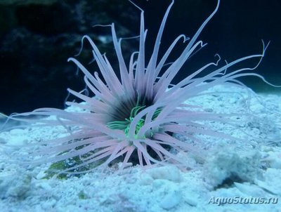 Фото Цилиндрическая роза, или трубчатый анемон Pachycerianthus sp.  (photo#139924)