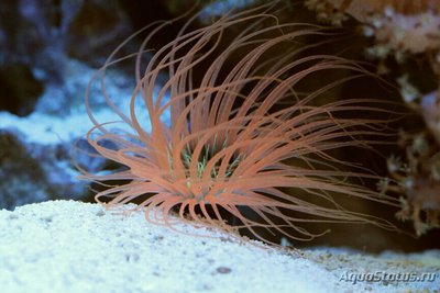 Фото Цилиндрическая роза, или трубчатый анемон Pachycerianthus sp.  (photo#139927)