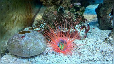 Фото Цилиндрическая роза, или трубчатый анемон Pachycerianthus sp.  (photo#139929)