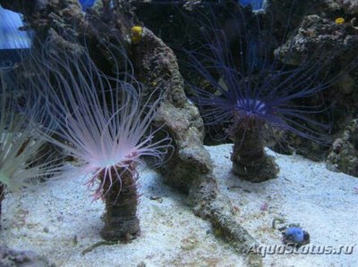 Фото Цилиндрическая роза, или трубчатый анемон Pachycerianthus sp.  (photo#139930)