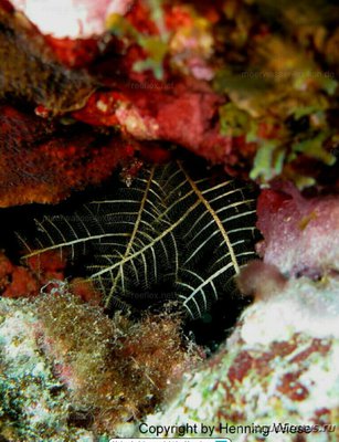 Фото Медуза водорослевая Aglaophenia sp.01   (photo#139962)