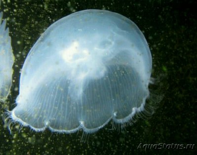 Фото Медуза лунная, или Аурелия аурита Aurelia aurita  (photo#139970)