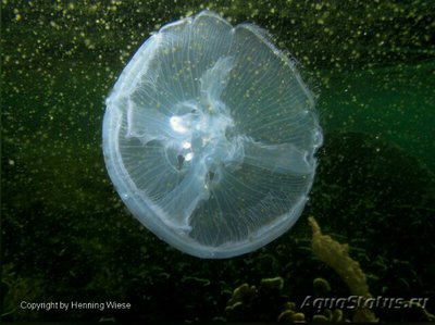 Фото Медуза лунная, или Аурелия аурита Aurelia aurita  (photo#139971)