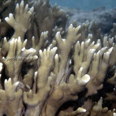 Фото Mедуза Рога лося Мillepora alcicornis  (photo#140360)