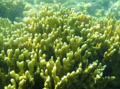 Фото Медуза Миллепора бразильская Millepora braziliensis  (photo#140363)