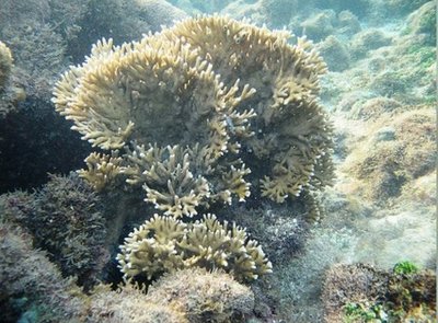 Фото Медуза Миллепора бразильская Millepora braziliensis  (photo#140364)