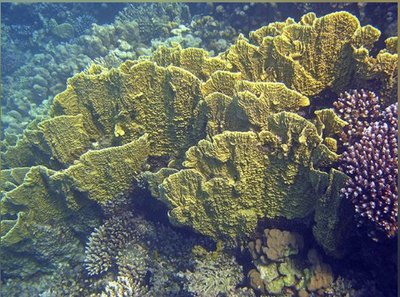 Фото Медуза - пластинчатый огненный коралл Millepora platyphylla Slab Fire Coral  (photo#140402)