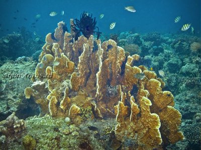 Фото Медуза - пластинчатый огненный коралл Millepora platyphylla Slab Fire Coral  (photo#140403)