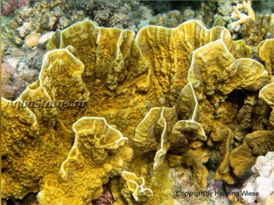 Фото Медуза - пластинчатый огненный коралл Millepora platyphylla Slab Fire Coral  (photo#140404)