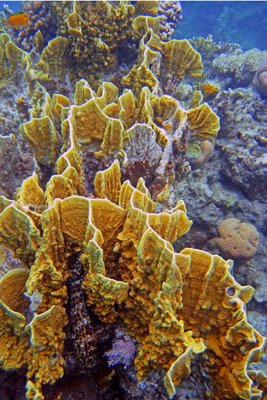 Фото Медуза - пластинчатый огненный коралл Millepora platyphylla Slab Fire Coral  (photo#140405)