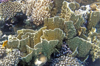 Фото Медуза - пластинчатый огненный коралл Millepora platyphylla Slab Fire Coral  (photo#140406)