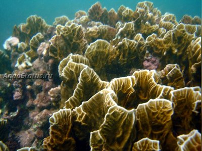 Фото Медуза - огненный коралл Millepora squarpink  (photo#140407)