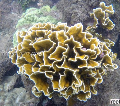 Фото Медуза - огненный коралл Millepora squarpink  (photo#140408)