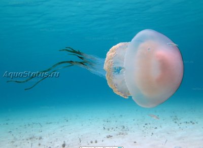 Фото Медуза Ризостома желтая Rhizostoma luteum  (photo#140468)