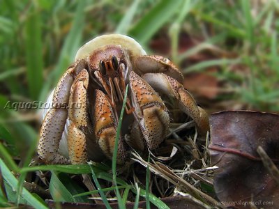 Австралийский рак - отшельник ( Coenobita variabilis )