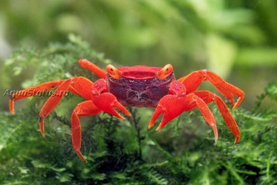 Фото Краб-вампир Помидор Geosesarma sp.  (photo#140618)