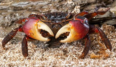 Фото Краб - паук Neosarmatium meineti SpiderCrab   (photo#140625)