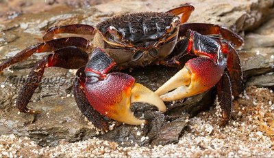 Фото Краб - паук Neosarmatium meineti SpiderCrab   (photo#140627)