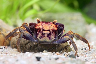 Фото Краб-вампир Вулкан Vampirkrabbe Volcano - Geosesarma spec.  (photo#140633)