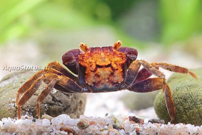 Фото Краб-вампир Вулкан Vampirkrabbe Volcano - Geosesarma spec.  (photo#140635)