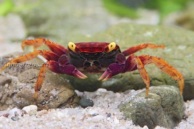 Фото Краб-вампир Вулкан Vampirkrabbe Volcano - Geosesarma spec.  (photo#140637)