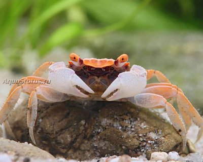 Фото Краб-вампир Вампир Диско Geosesarma tiomanicum  (photo#140643)