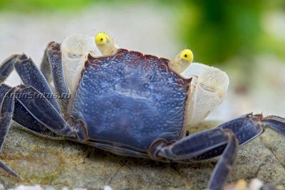 Фото Краб-вампир Желтоглазый Vampirkrabbe Yellow eye - Geosesarma spec.  (photo#140646)