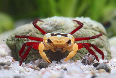 Фото Краб-вампир Желтый ведьмак Yellow witcher Lepidothelphusa sp.  (photo#140658)