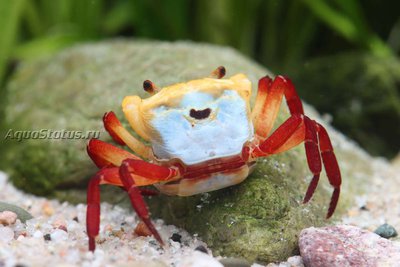 Фото Краб-вампир Желтый ведьмак Yellow witcher Lepidothelphusa sp.  (photo#140659)